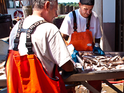 Offloading the catch of the day at Gambardella's Seafood