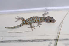 Our Gecko