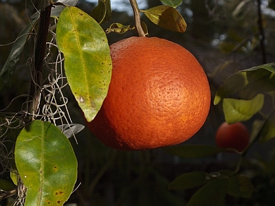 Mineola Orange