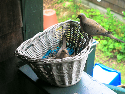 Morning Doves in Groton Long Point