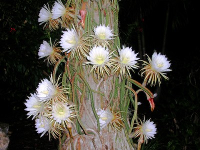 Night-Blooming Cerius