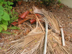 Palm Fronds